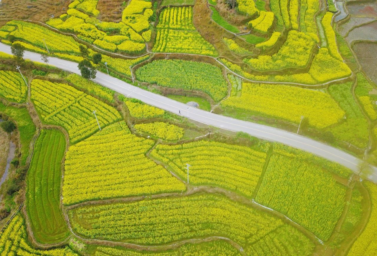 錦屏縣鐘靈鄉 油菜花開富鄉村，稻油輪作繪就金色畫卷